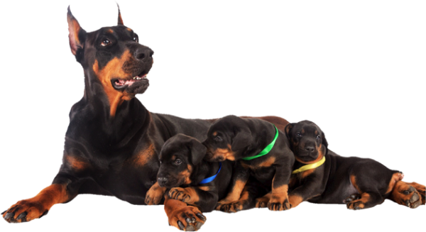 Doberman-Family-Puppies for sale