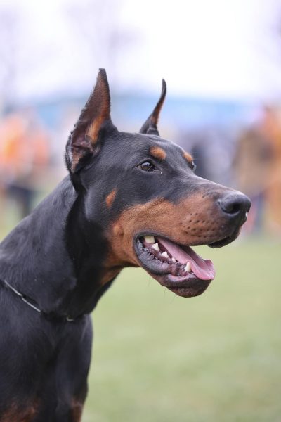 Europe doberman family member