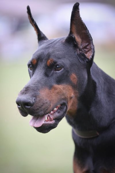 our doberman family in serbia