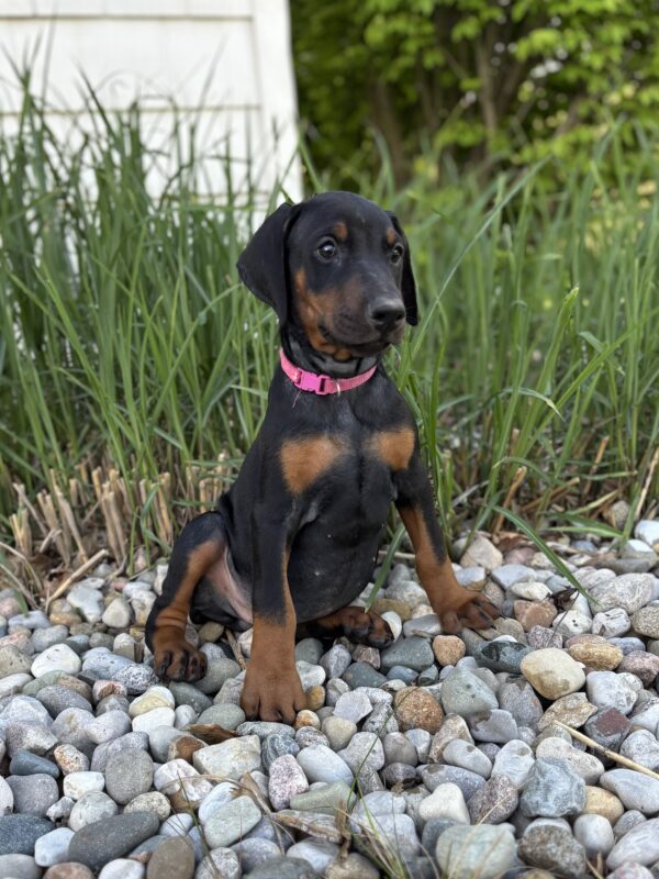 adorable doberman for sale