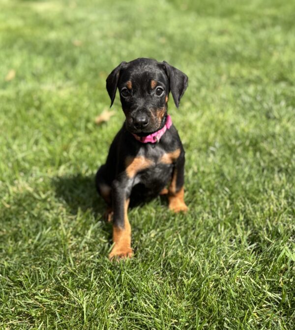buy doberman puppy