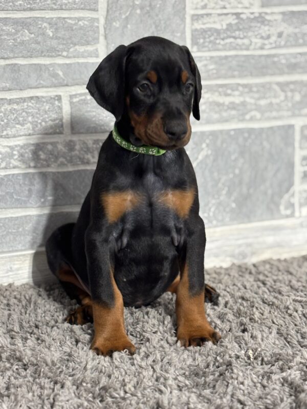 doberman for sale 1