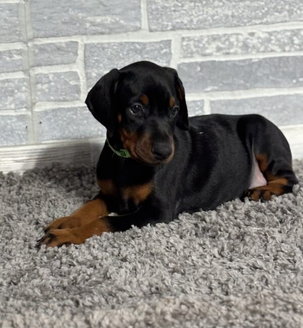 doberman for sale