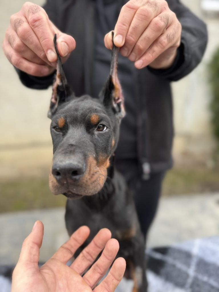 doberman puppies for sale 1