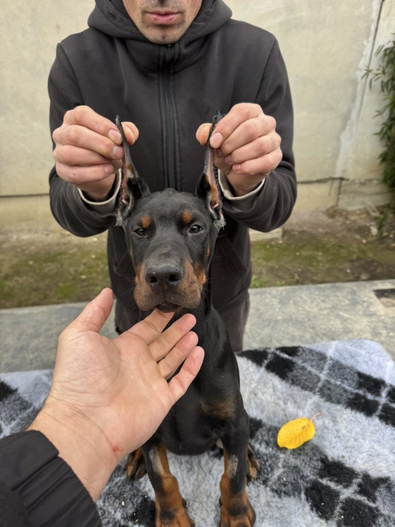 doberman puppies for sale 2