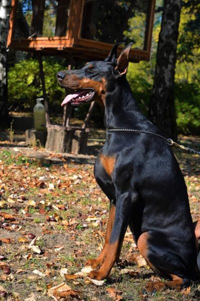 by doberman dogs