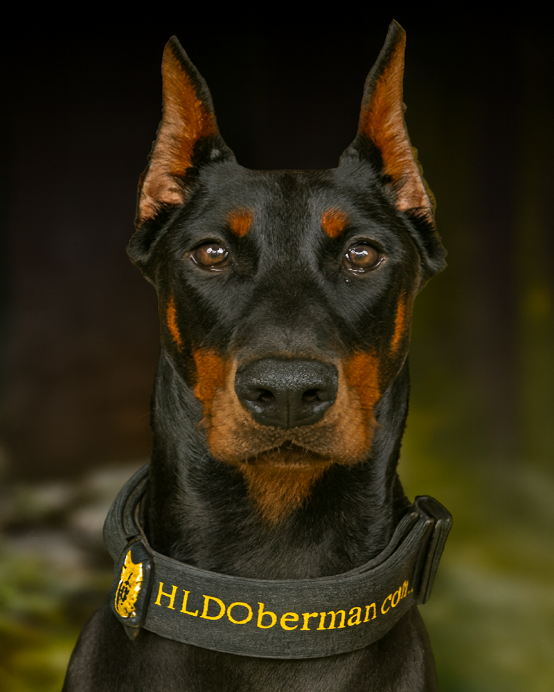 doberman for sale