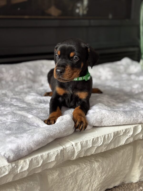 rali doberman for sale 2