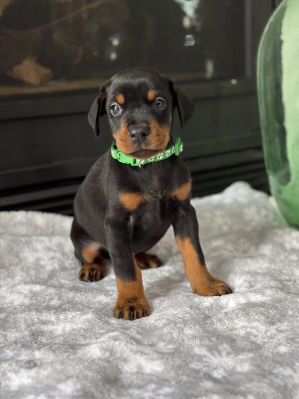 rali doberman for sale 1